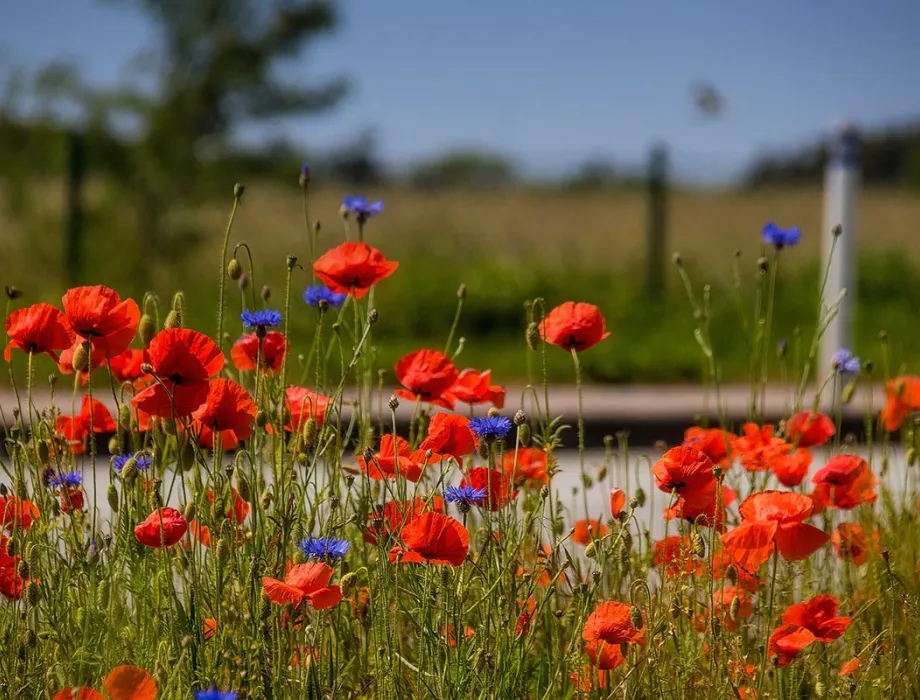 Wildblumenwiese nahe des Rugard Thermal Strandhotel in Binz – Zeichen für gelebten Umweltschutz auf Rügen