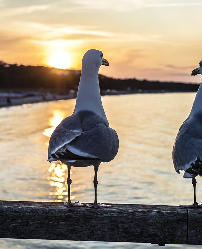 Zwei Möwen auf einem Balken vor einem Sonnenuntergang über der Ostsee beim Hotel mit Sauna auf Rügen.