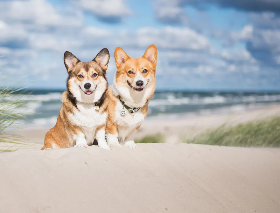 Two small dogs sit on the beach at the Baltic Sea.