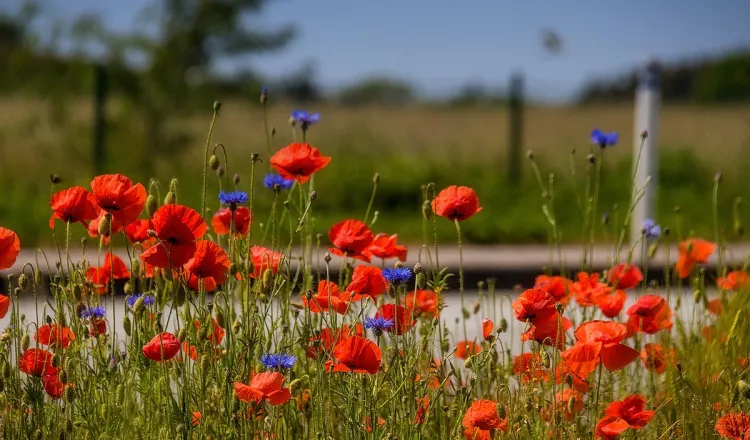 Wildflower meadow near the Rugard Thermal Strandhotel in Binz – symbol of active environmental protection on Rügen