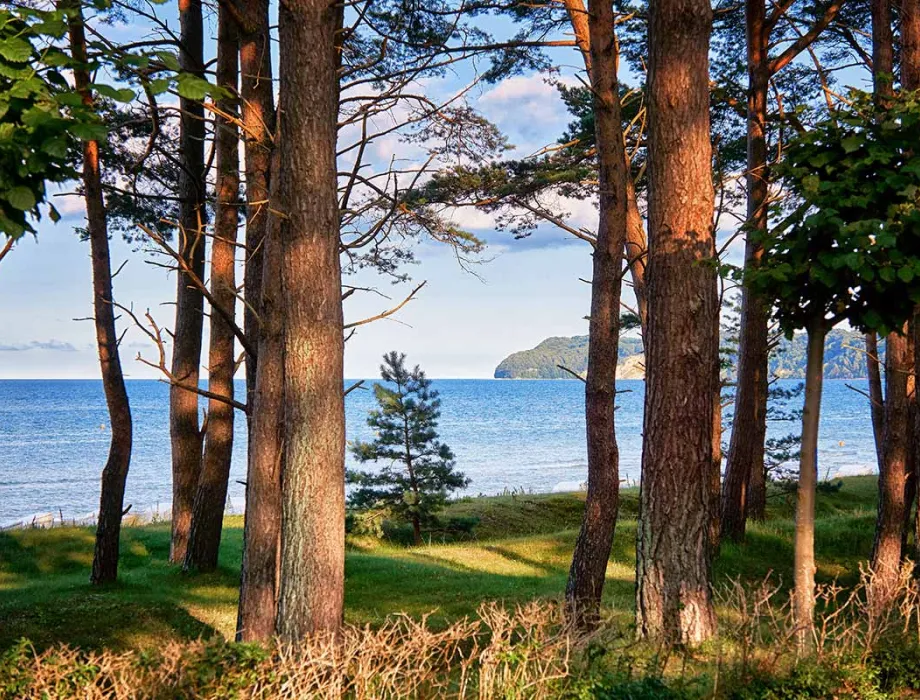 Küstenblick von Rügen aus dem Wald – das Rugard Thermal Strandhotel informiert Gäste papierarm über Umweltaktivitäten