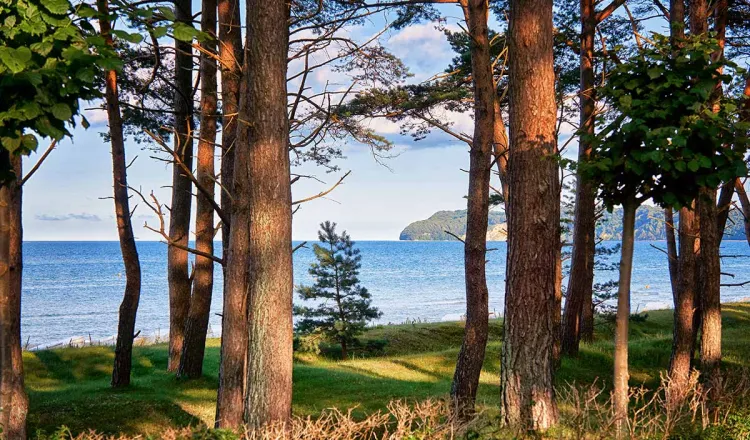 Coastal view of Rügen through the forest – the Rugard Thermal Strandhotel informs guests about environmental actions without using paper