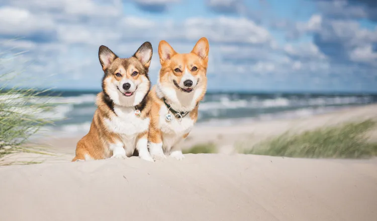 Two small dogs sit on the beach at the Baltic Sea.