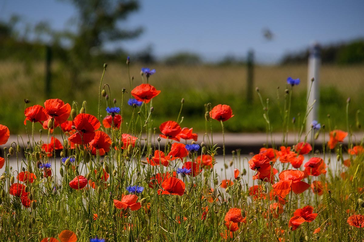 Wildblumenwiese nahe des Rugard Thermal Strandhotel in Binz – Zeichen für gelebten Umweltschutz auf Rügen