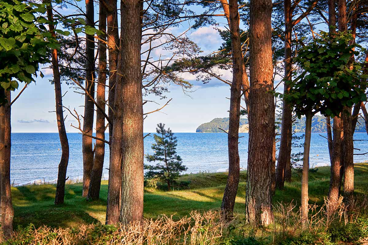 Küstenblick von Rügen aus dem Wald – das Rugard Thermal Strandhotel informiert Gäste papierarm über Umweltaktivitäten